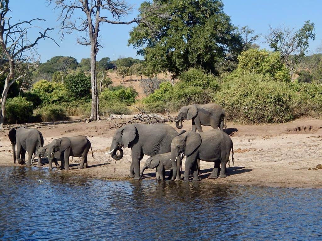 Elephants at Chobe River, Botswana