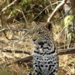 leopard Botswana - what not to wear on safari
