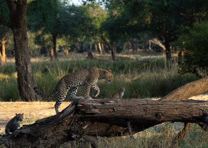 leopard and cubs zambia