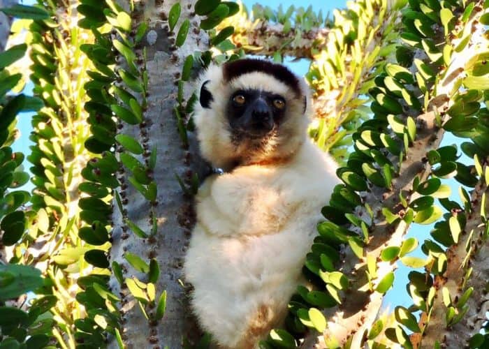 Madagascar lemur