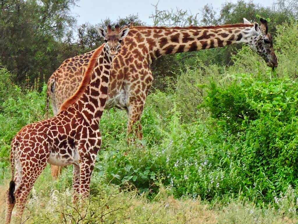 giraffe Kenya - what not to wear on safari