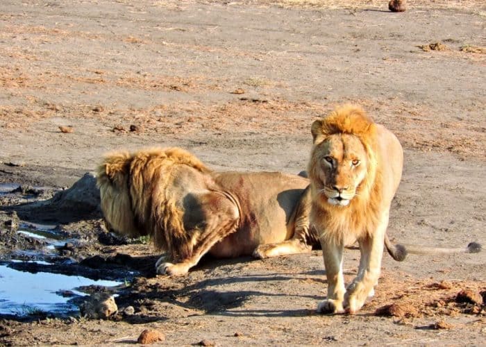 Botswana and Zimbabwe, Hwange lions