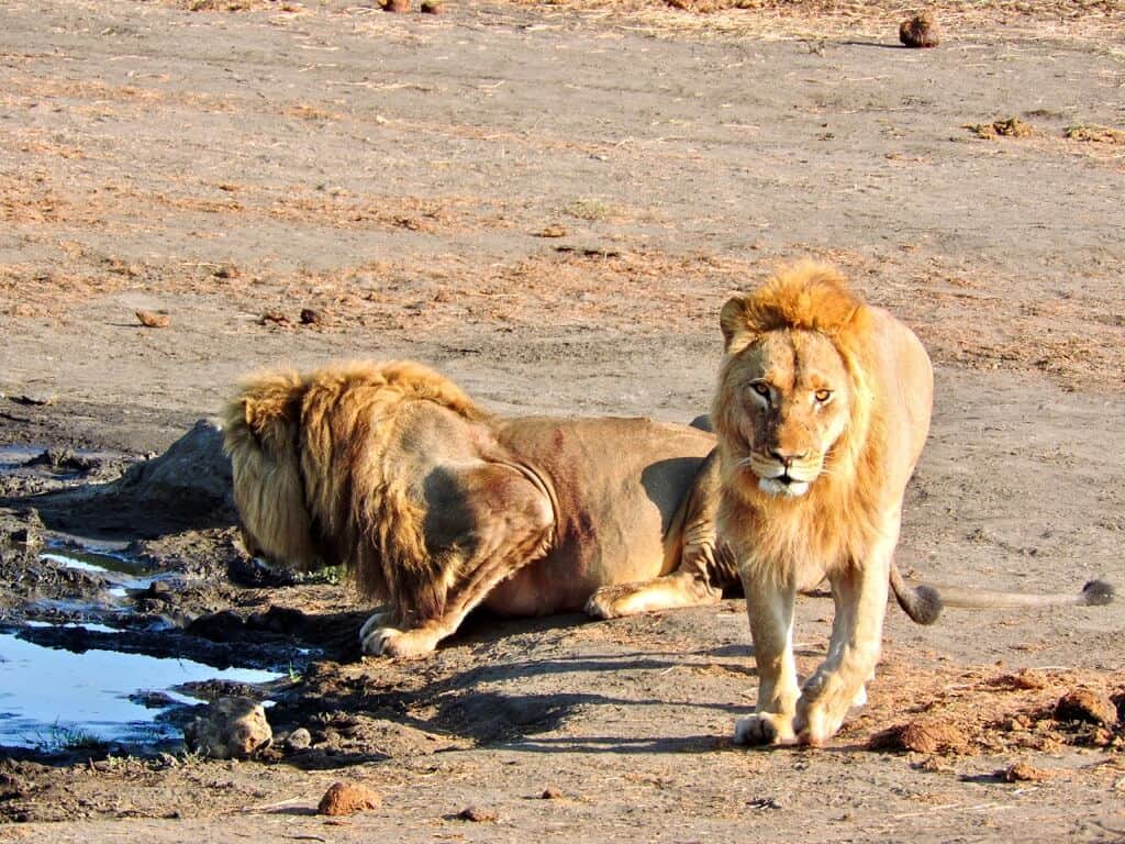 Botswana and Zimbabwe, Hwange lions
