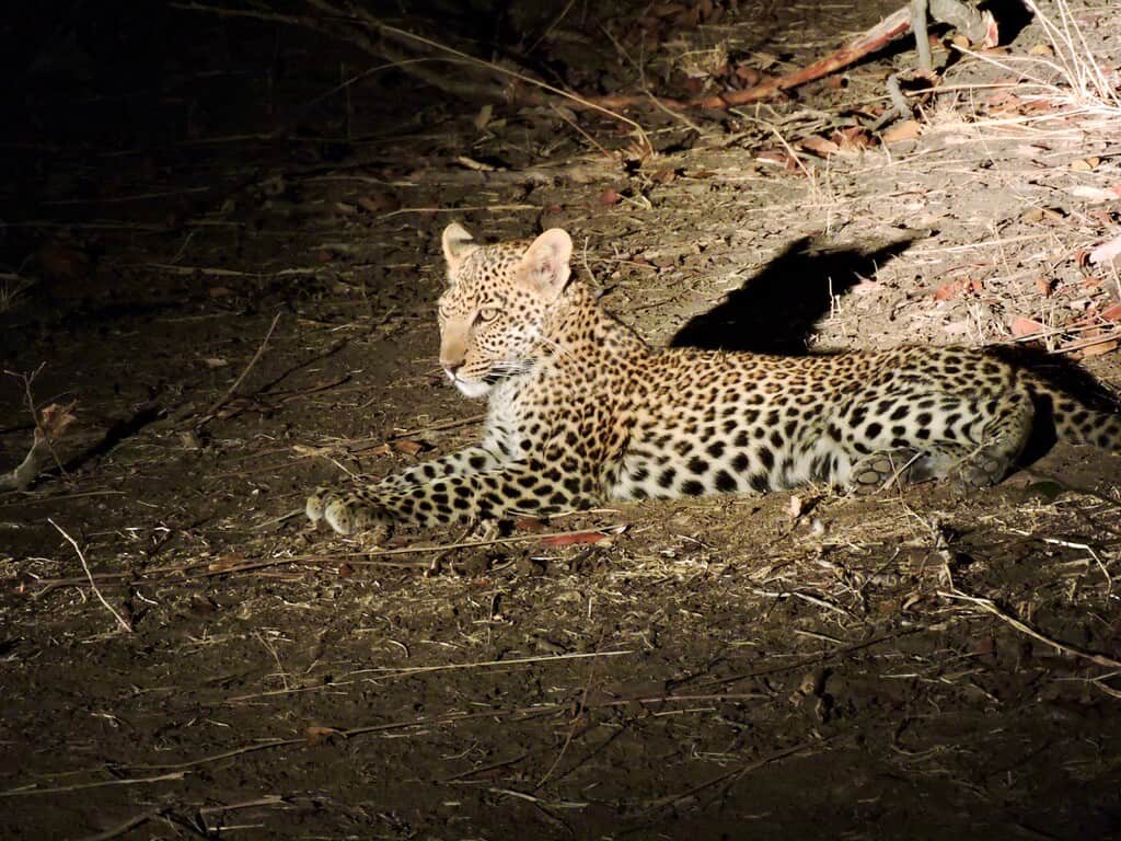 leopard cub south luangwa zambia