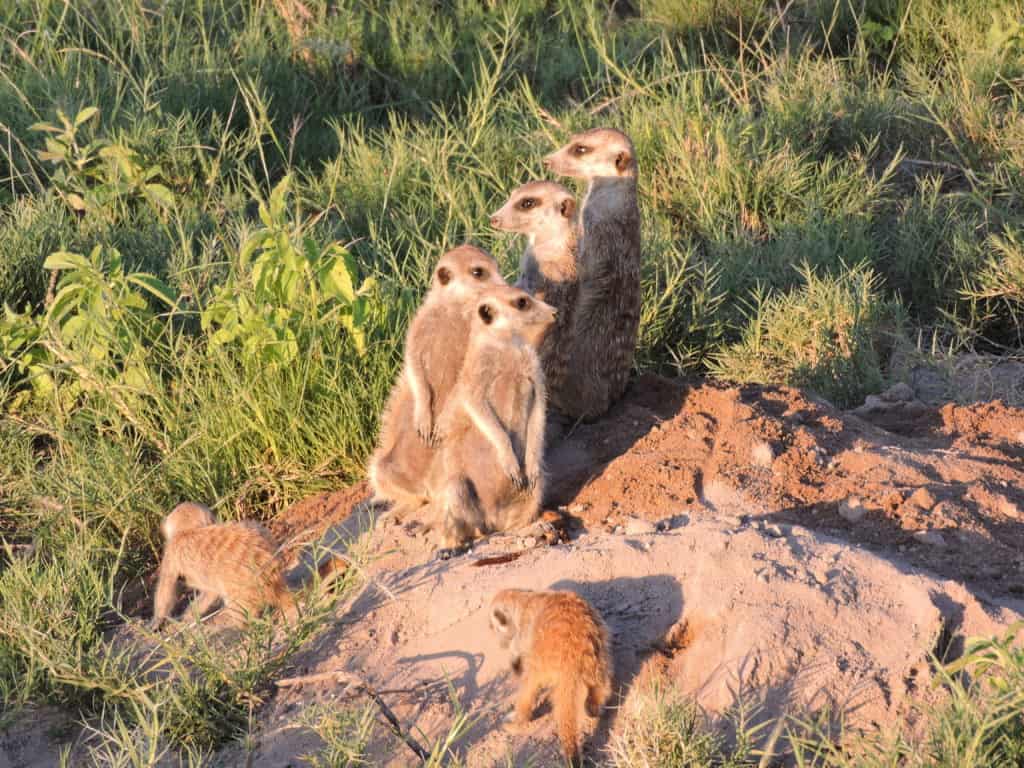 Meerkats & the Okavango Delta