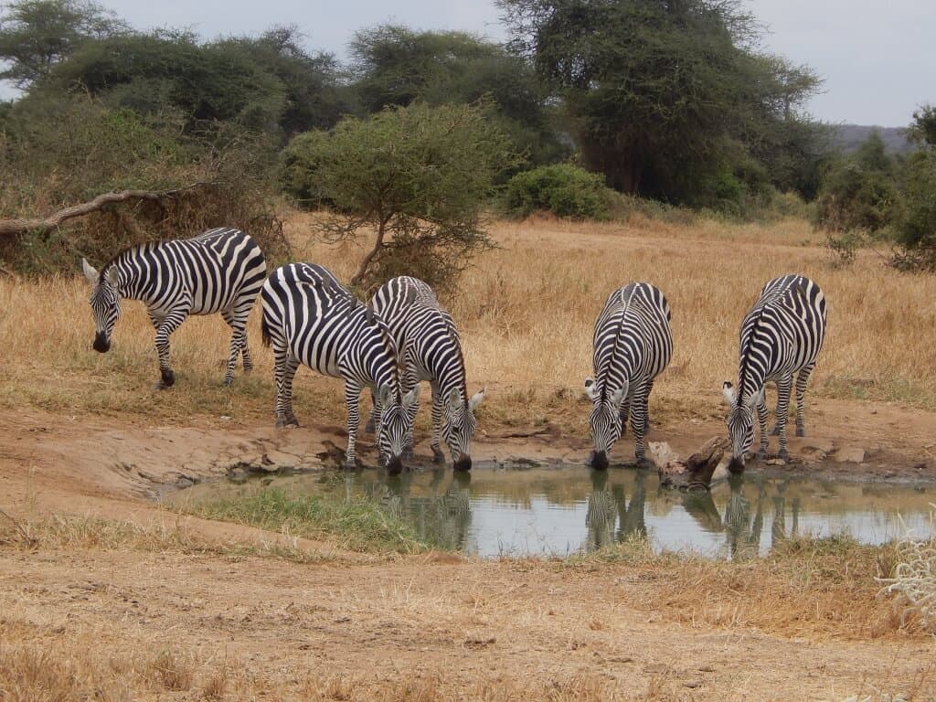 zebra Kenya