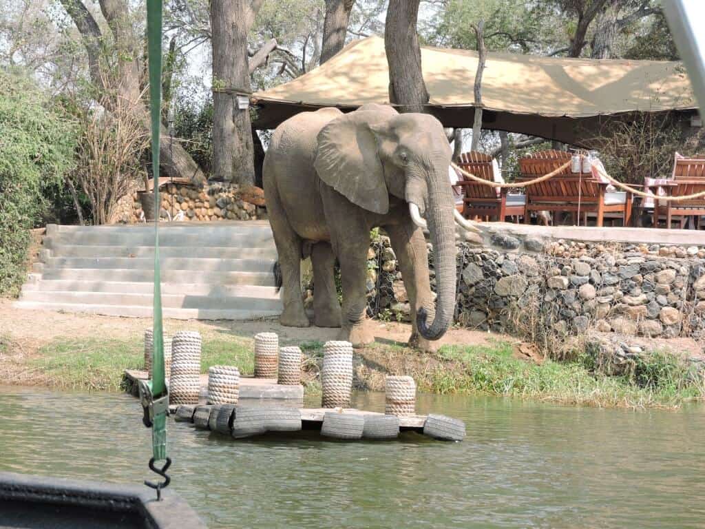 elephant in camp lower zambezi