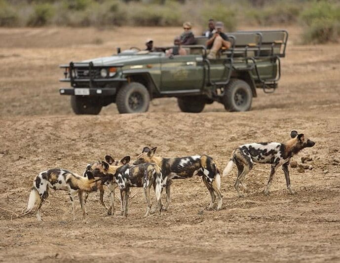 wild dogs south luangwa zambia