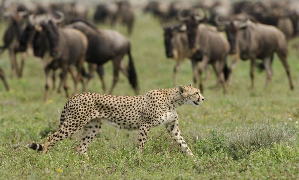cheetah and wildebeest