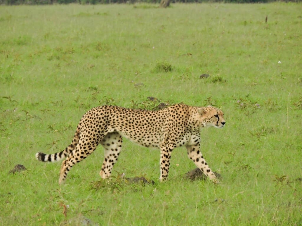 cheetah Kenya