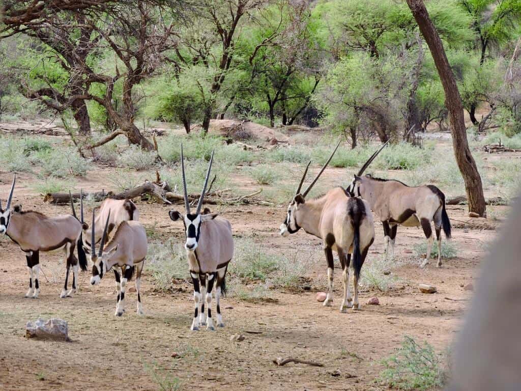 oryx Ultimate Namibia