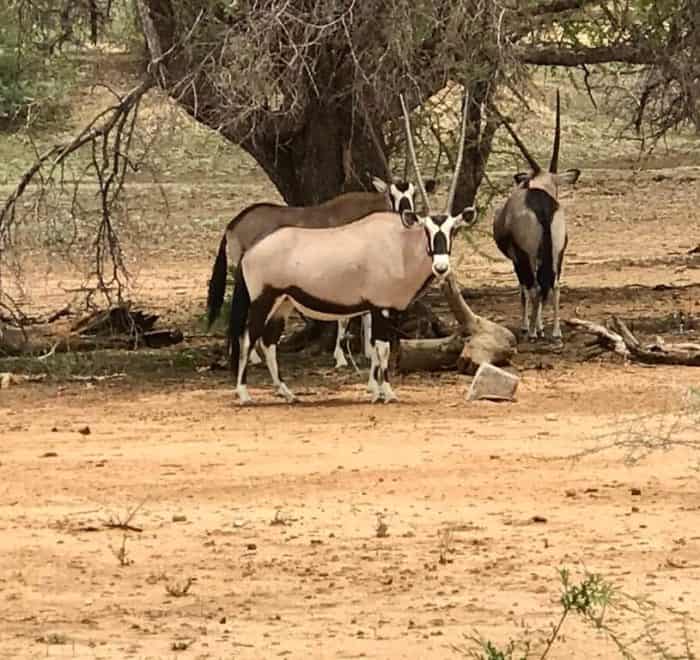 oryx Ultimate Namibia