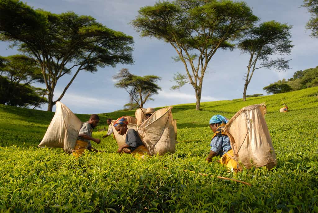 tea pickers Malawi