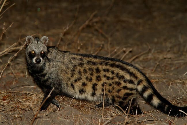 African civet