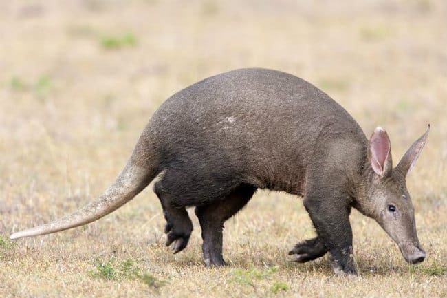 aardvark, one of Africa's Secret Seven