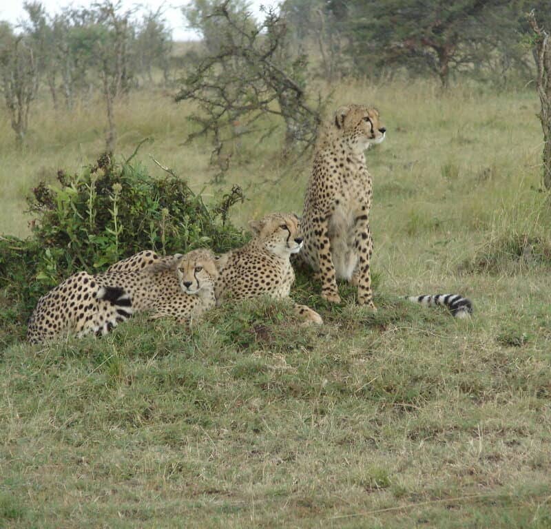 Cheetahs-Kenya