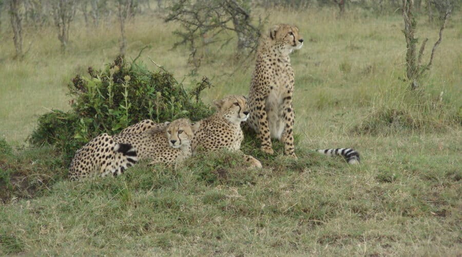 Cheetahs-Kenya