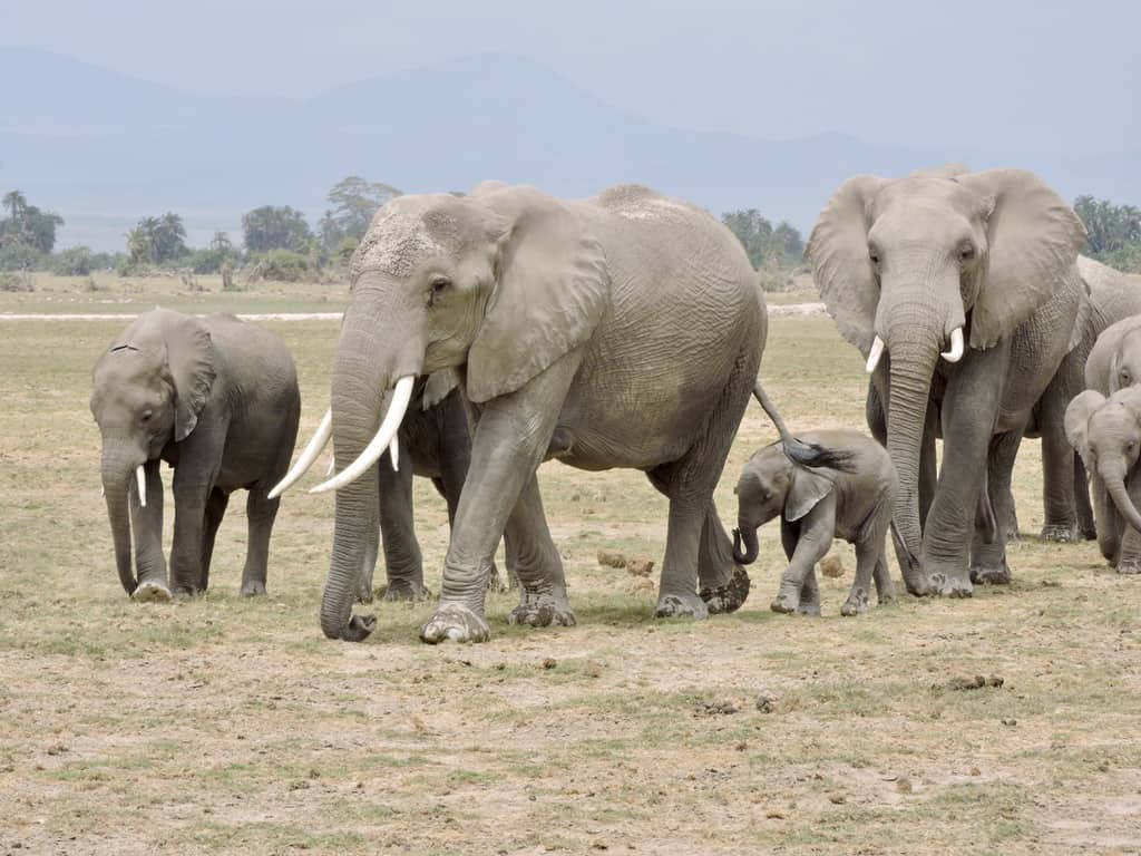 elephants Amboseli