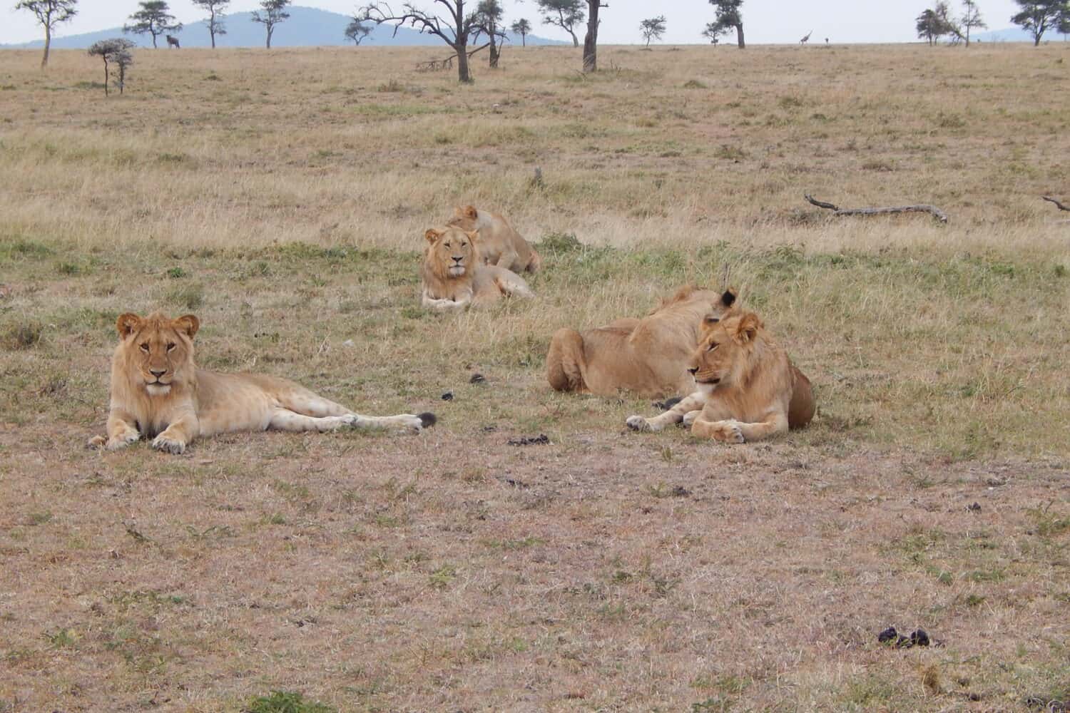 lions Kenya
