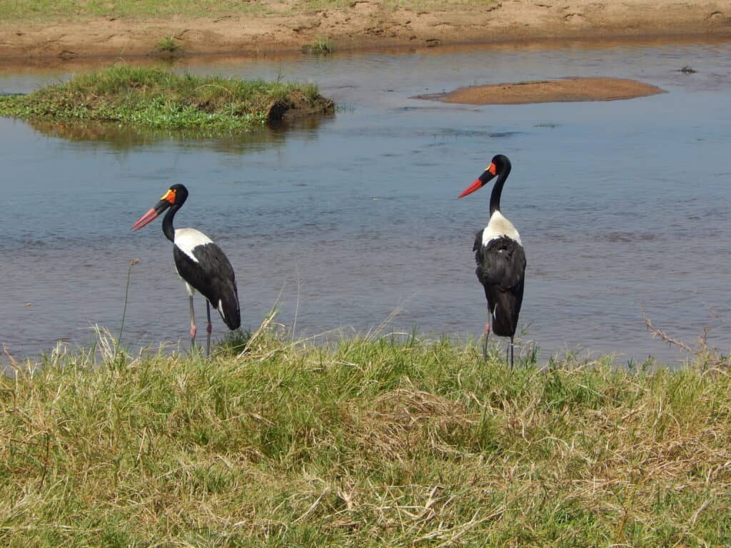 Saddle-billed storks green season