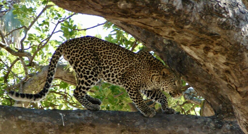 leopard in Ruaha, Tanzania