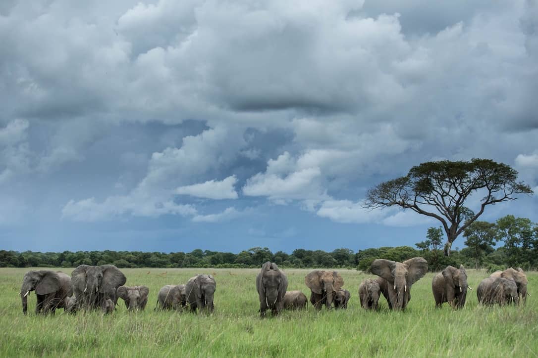 elephants Kafue Zambia Silent Safari