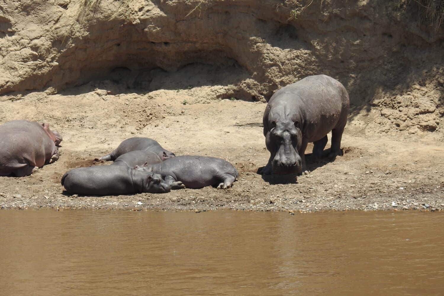 hippos Kenya