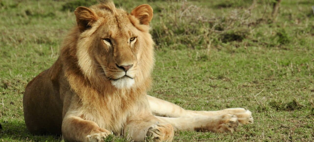 lion Kenya