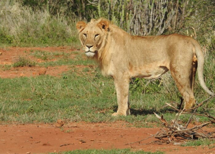 male lion Laikipia