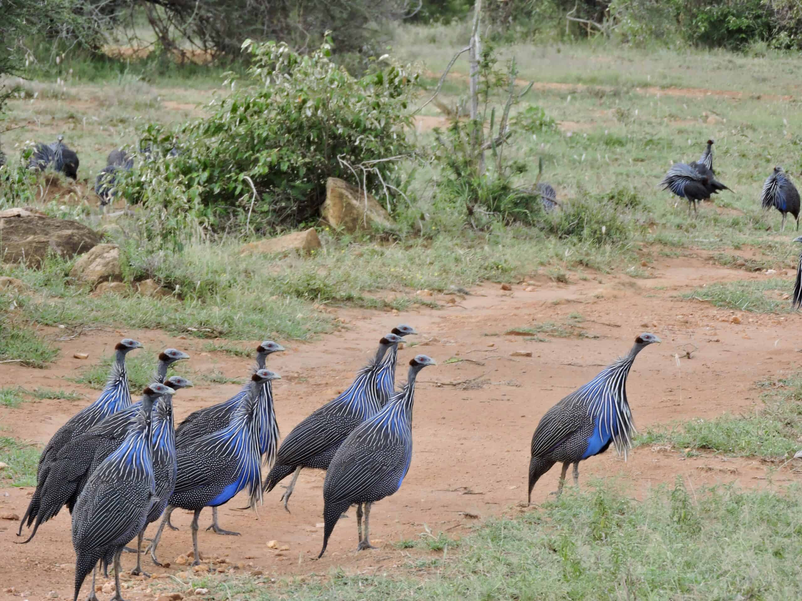 Vulturine guinea fowl northern Kenya