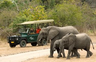 elephants and vehicle Malawi