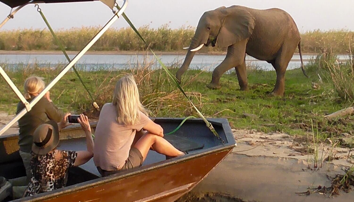 boat and elephant zambia