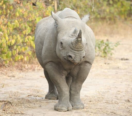 rhino Liwonde malawi