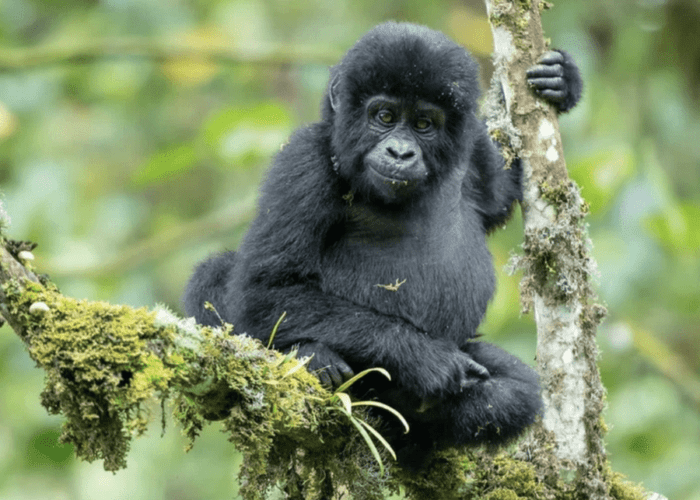 gorilla trekking uganda