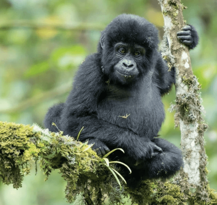 gorilla trekking uganda