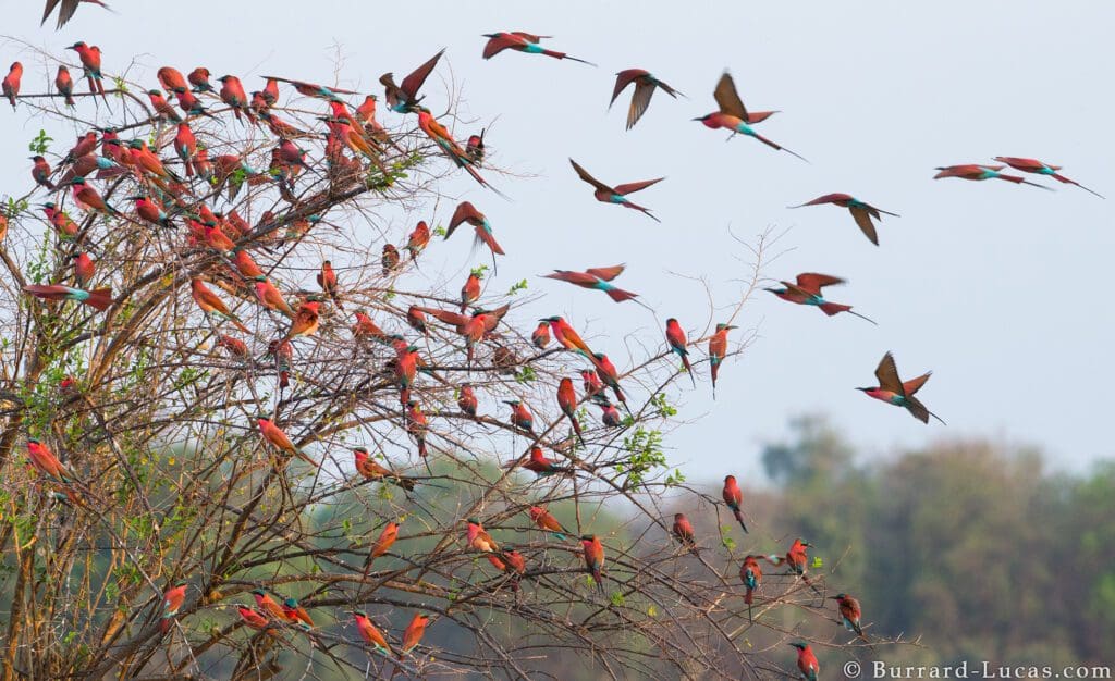 carmine bee-eaters zambia