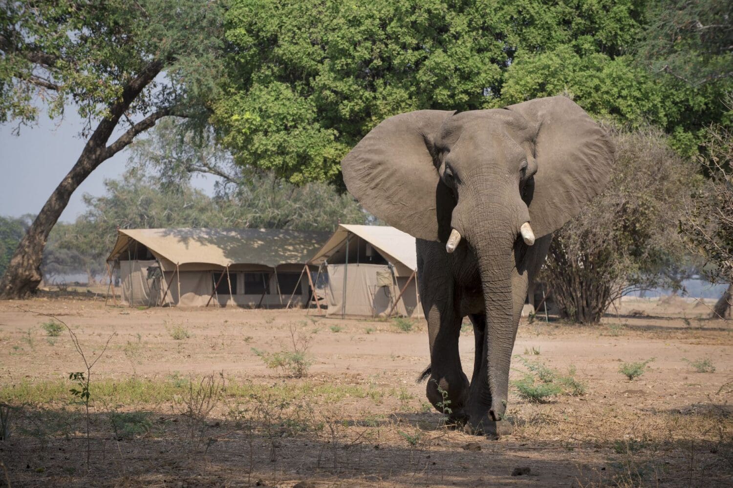 tents with elephant Mana Pools