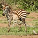 baby zebra serengeti green season