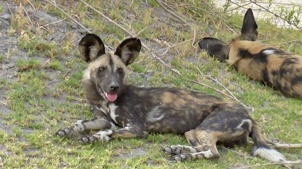 wild dog botswana