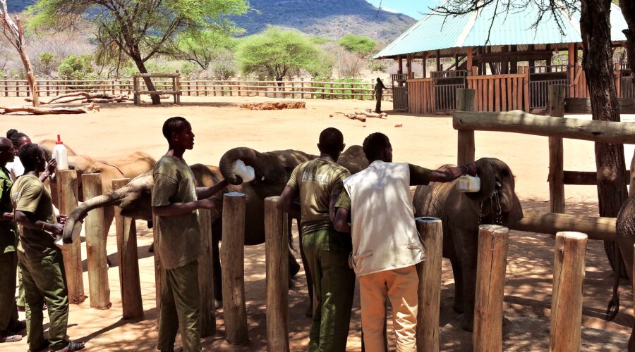 Reteti Elephant Sanctuary