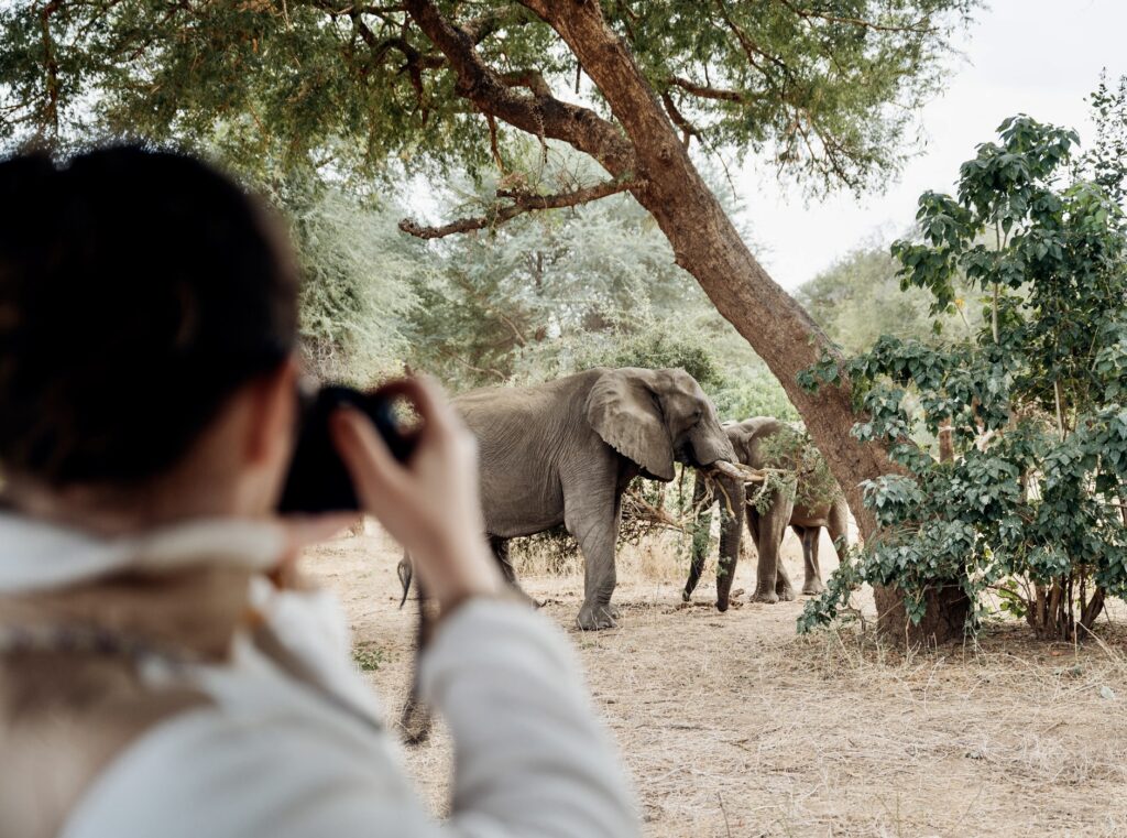 elephants lower zambezi zambia