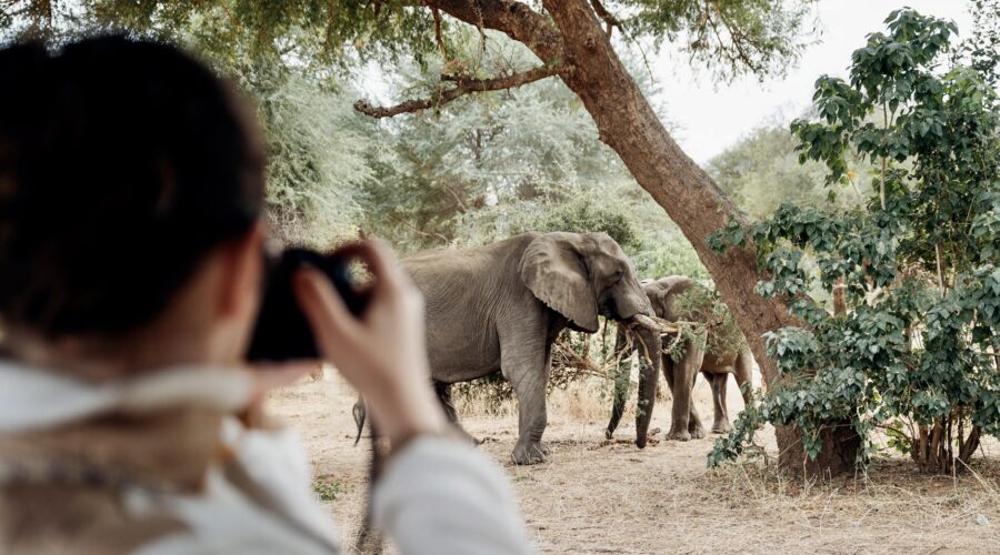 elephants lower zambezi zambia