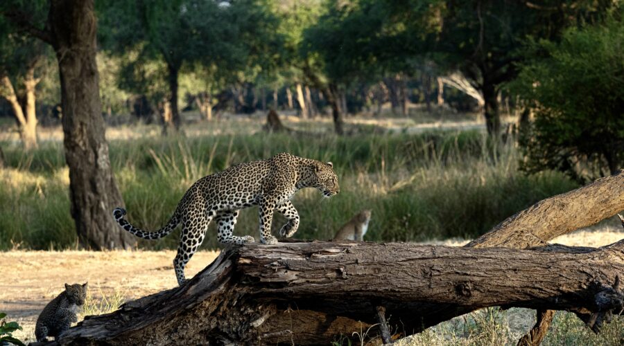 leopard and cubs lower zambezi